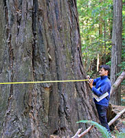 Redwood Tree